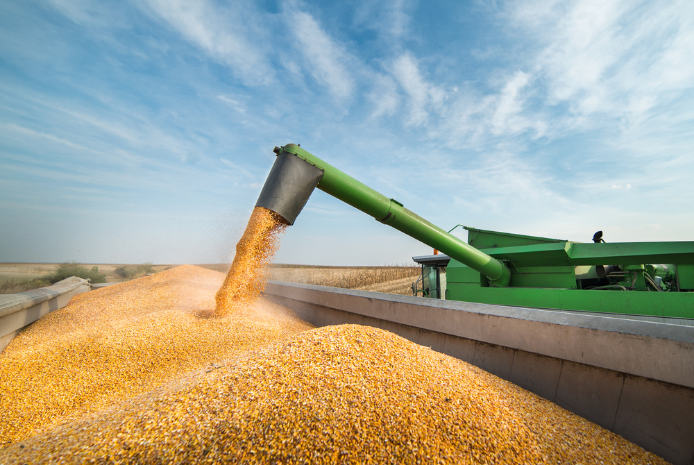CBOT Corn Prices Climb to a Nearly Decade High